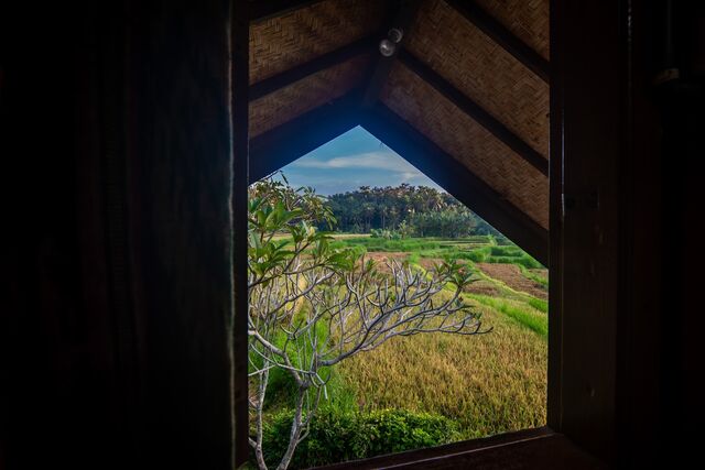 Window opening onto the rice fields